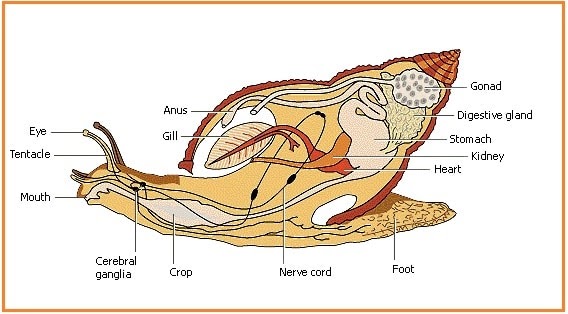  Organ  Gerak  Siput  Rindu Sekolah