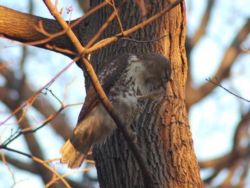 Juvenile Red-Tailed Hawk in Central Park North Woods