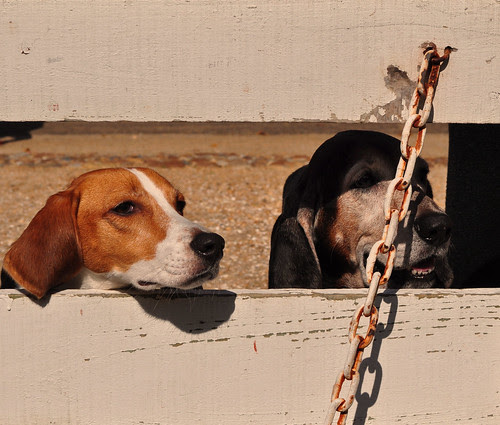 Hounds
