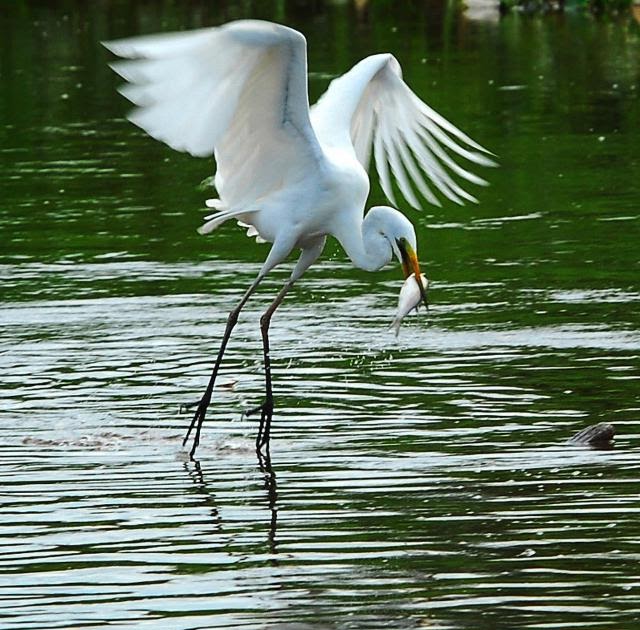 Inilah 49 Gambar Burung Bangau Putih