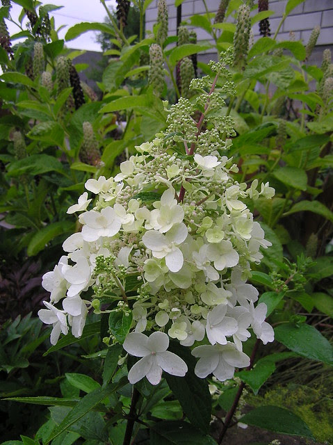 Hydrangea paniculata 'Pinky Winky'