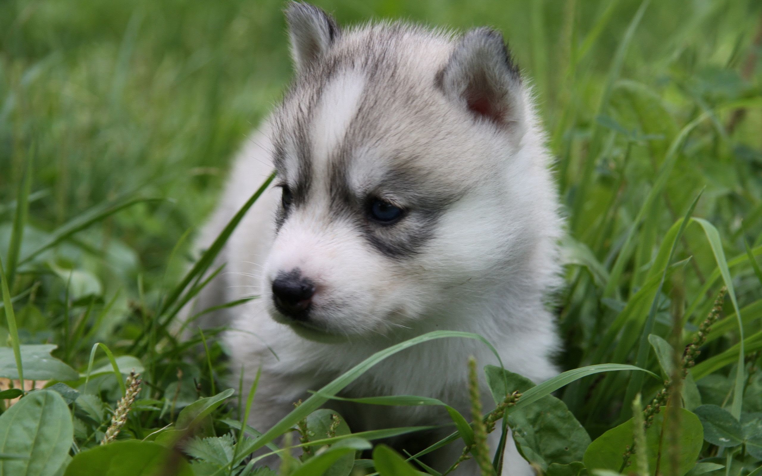 Cute Baby Wolf Husky Puppies cuteanimals