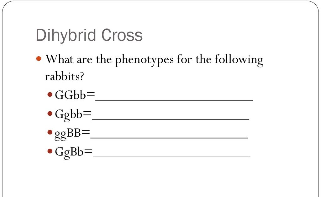 Chapter 10 Dihybrid Cross Worksheet Answer Key Rabbits - Dihybrid