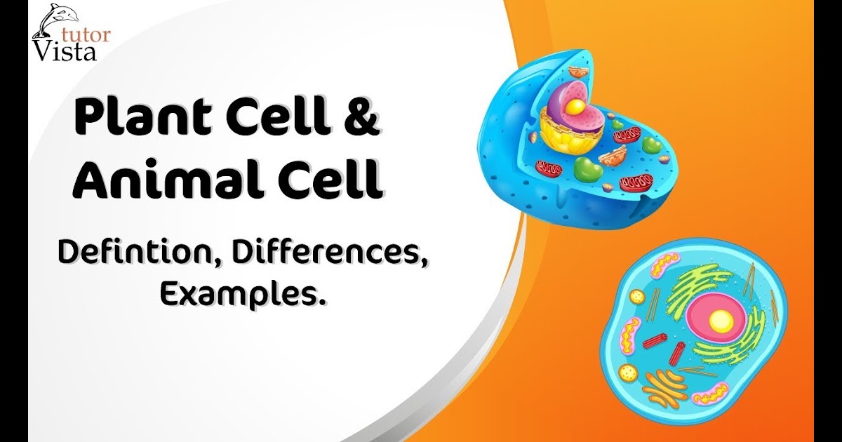 Difference Between Eukaryotic Animal And Plant Cells - Jinda Olm
