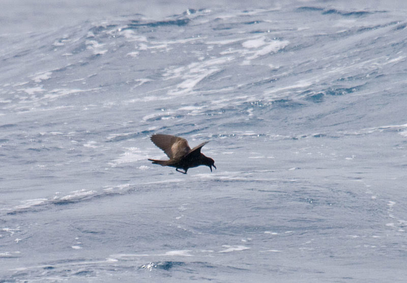 Black Storm-Petrel Black Storm-Petrel