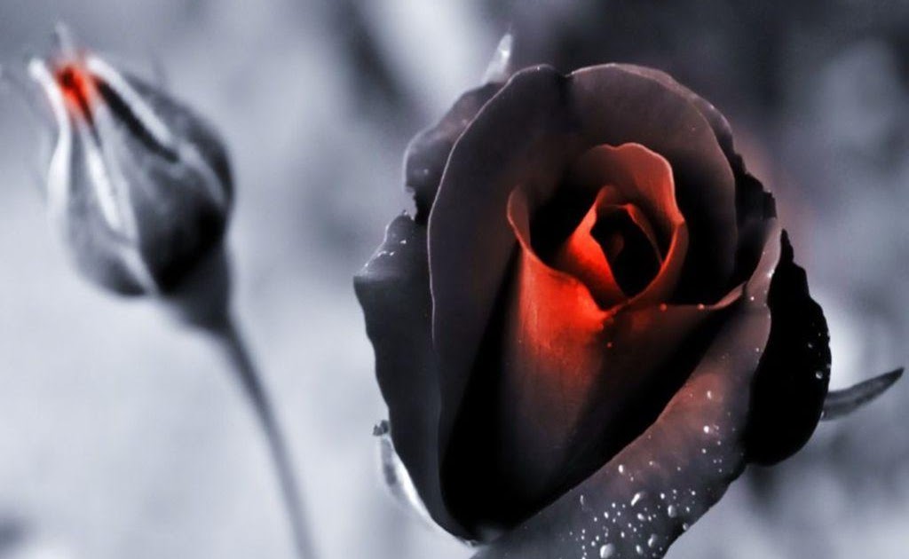 Black Rose Wallpapers Wallpaper Cave