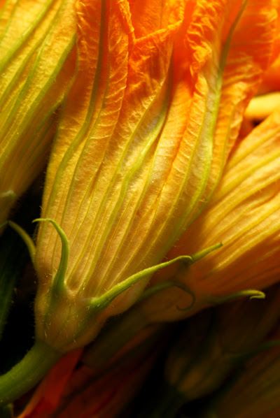 Zucchini Flowers