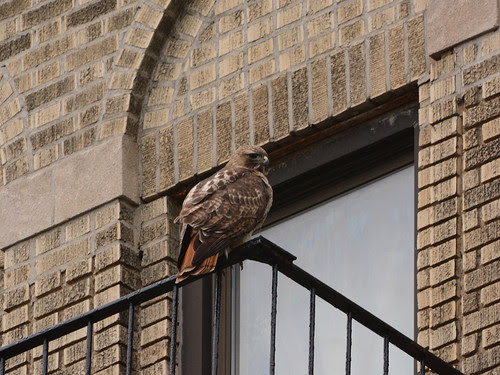 Red-Tailed Hawk (6566)