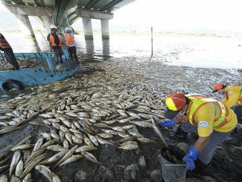 taiwan fish mass die-off, taiwan fish mass die-off august 2017, taiwan fish mass die-off video, taiwan fish mass die-off picture, taiwan fish mass die-off august 2017 video picture
