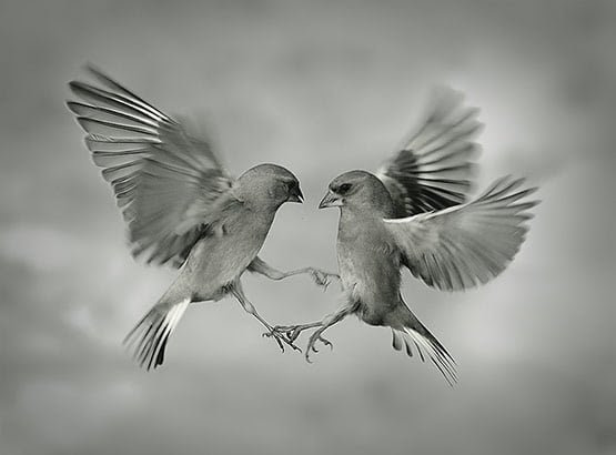 16 Aero Tango Photography 16 Aero Tango Photography in 20 Examples of Perfectly Timed Animal Photography