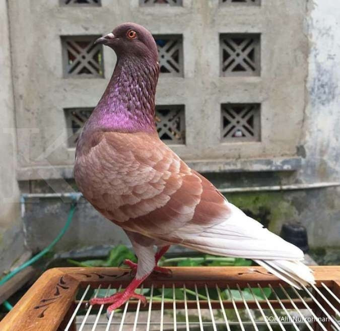 85 Gambar Burung Merpati Balap Gambar Pixabay