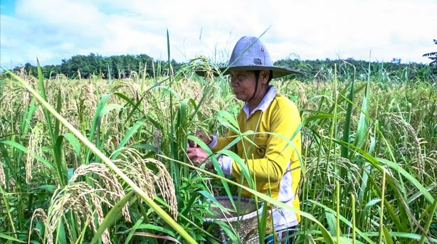 21++ Gambar Kata Anak Petani Gambar Tulisan