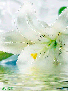 Лилия в воде