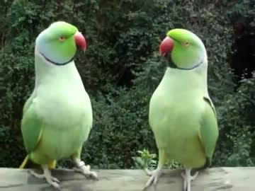 無料ダウンロード動物 と 会話 最高の動物画像