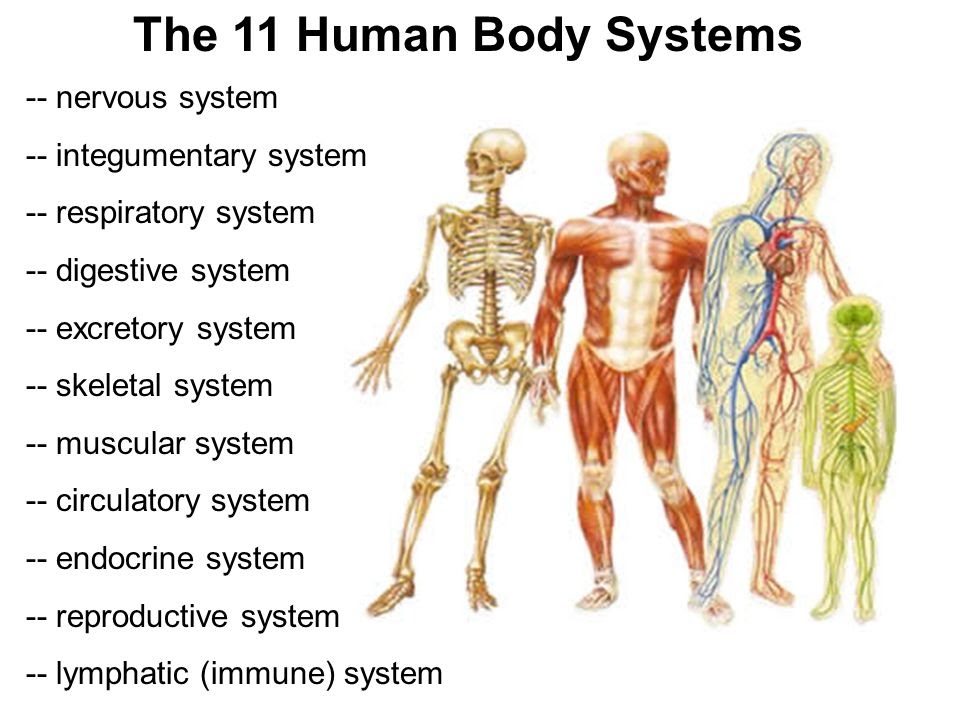 what-are-the-11-systems-of-the-human-body-and-their-functions-slideshare