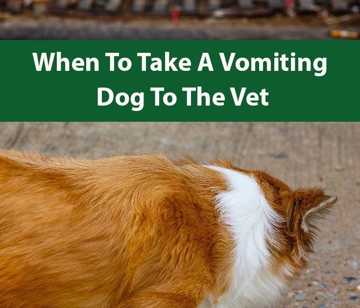Home Remedy For Cat Vomiting Worms fpetef