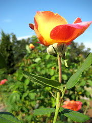 A New Bloom
