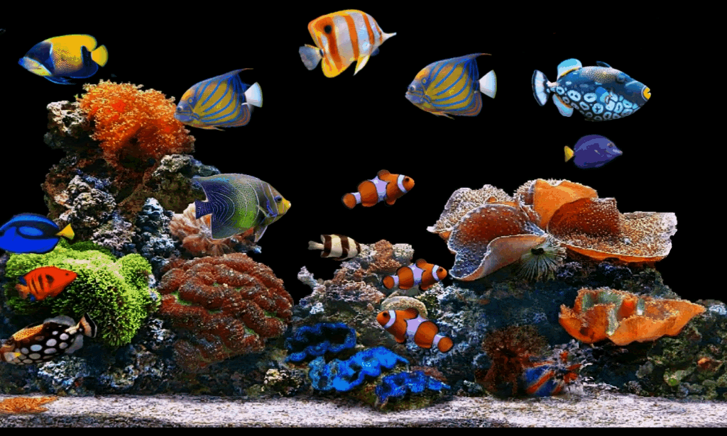 Aquarium Fish Wallpaper Gif Dadi Aquarium Fish My XXX