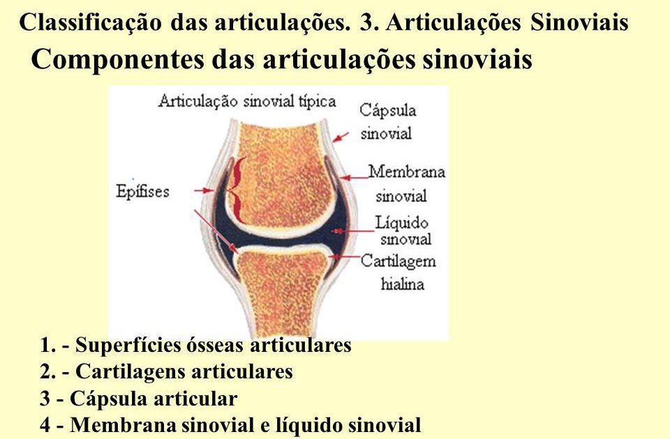 A Articulação Úmero-Ulnar É Exemplo De Articulação Sinovial Do Tipo
