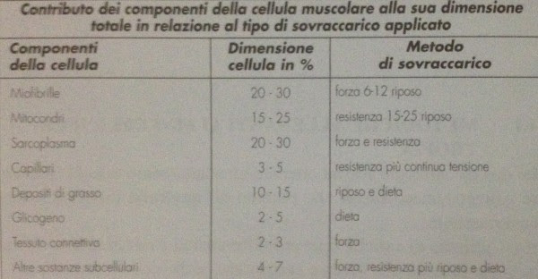 Personal Trainer Bologna - Sviluppo della massa muscolare e basi dell’ipertrofia