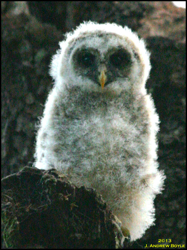 Barred Owl Barred Owl