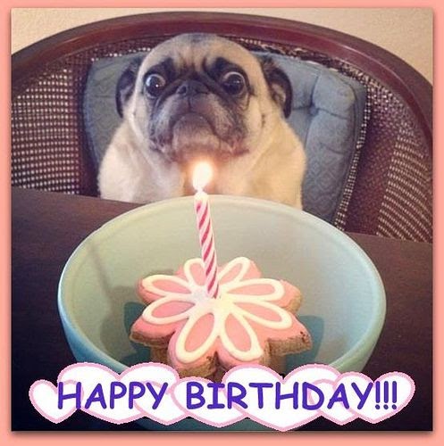 Geburtstag Sprüche Mops