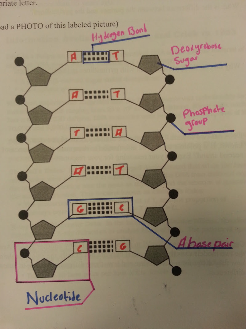 Dna Diagram Labeled / Dna rna venn diagram dna labeling worksheet