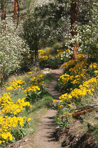 buffalo-walk-trail