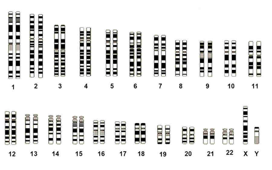 http://www.karakalpak.com/images/genetic08.jpg