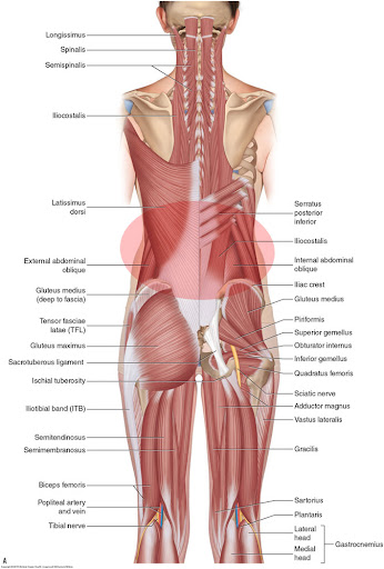 Diagram Of Female Lower Back Muscles / Bones Of Female Back / Skeletal