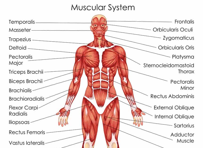 Muscles Anterior Full Body Diagram / Muscles Diagrams: Diagram of