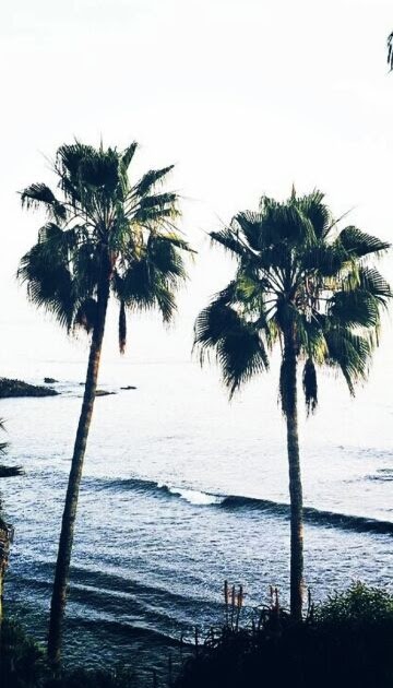 Palm Tree Wallpaper Iphone Hd - Free 4K Wallpaper