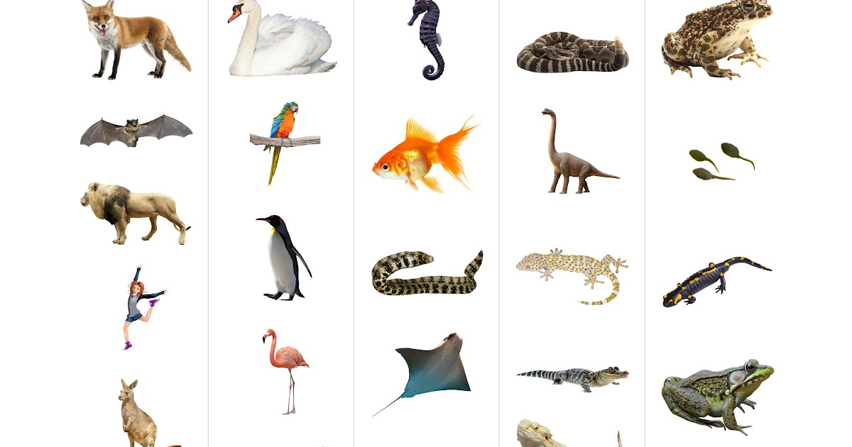 Mammals Reptiles Amphibians Birds Fish Worksheet - The Best Dogs And Cats