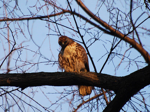 Juvenile Red-Tail in Riverside Park