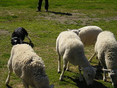 sheep3