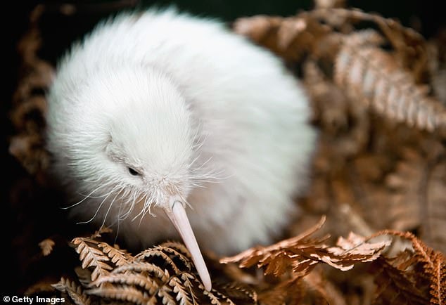white kiwi polish