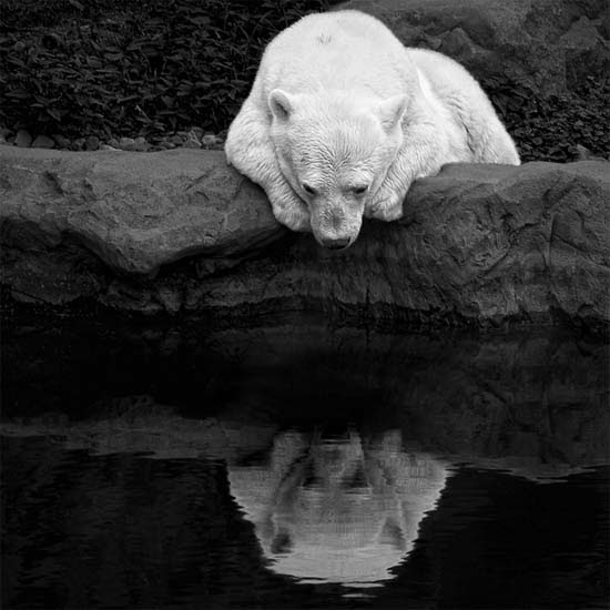 White bear consulting his own mirror image