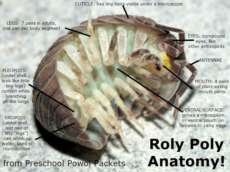 What Is The Correct Name For A Roly Poly - WHATODI