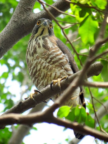 鳳頭蒼鷹/無限台南
