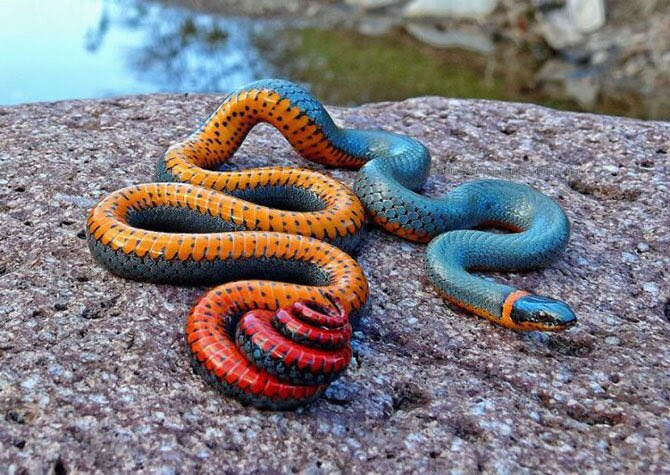 Animals most unexpected colors