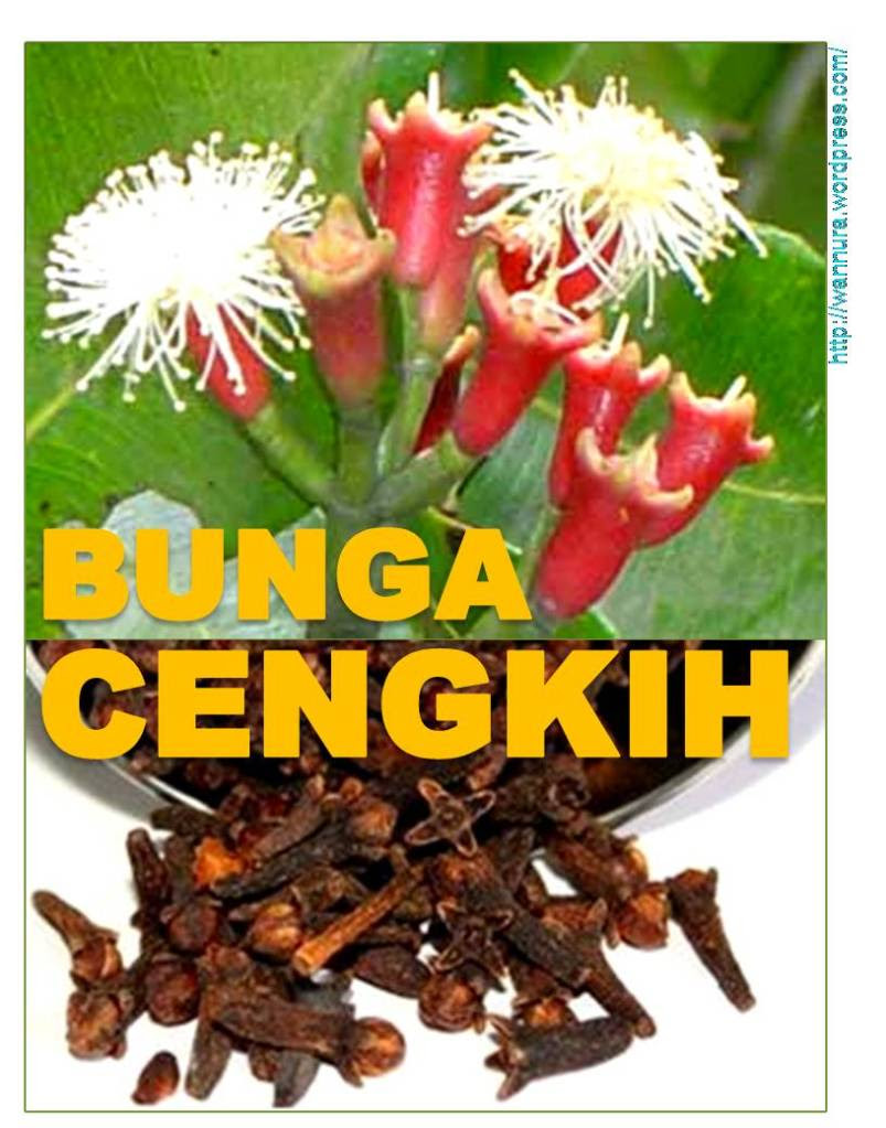 bunga cengkih