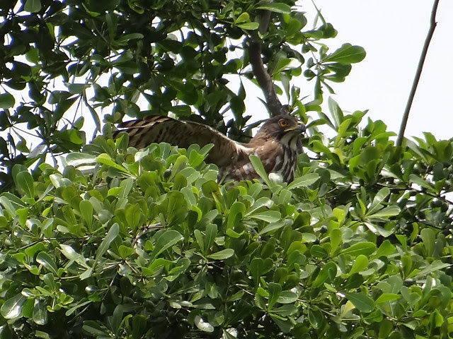 鳳頭蒼鷹/無限台南