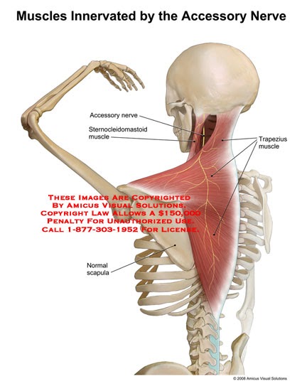 Neck And Shoulder Muscles Diagram Stretching How To Stretch The Neck