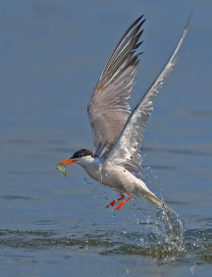 Fascinating photos of birds from the photographer Zander Yaqui