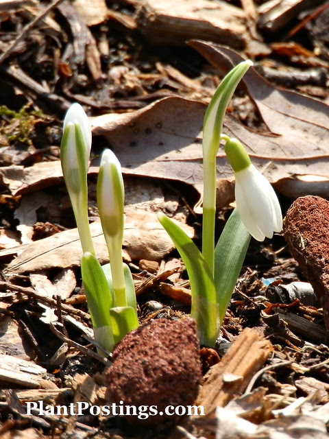 snowdrop1