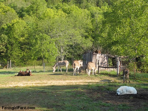 Daisy on donkey guard dog duty (9) - FarmgirlFare.com