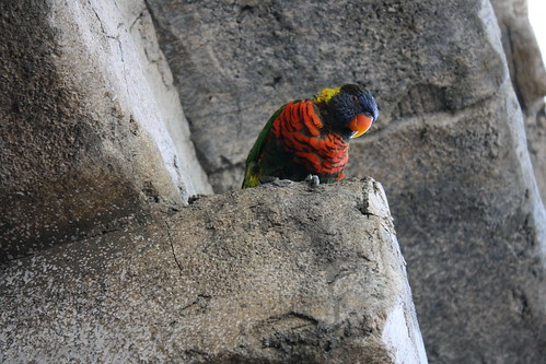 Lorikeet