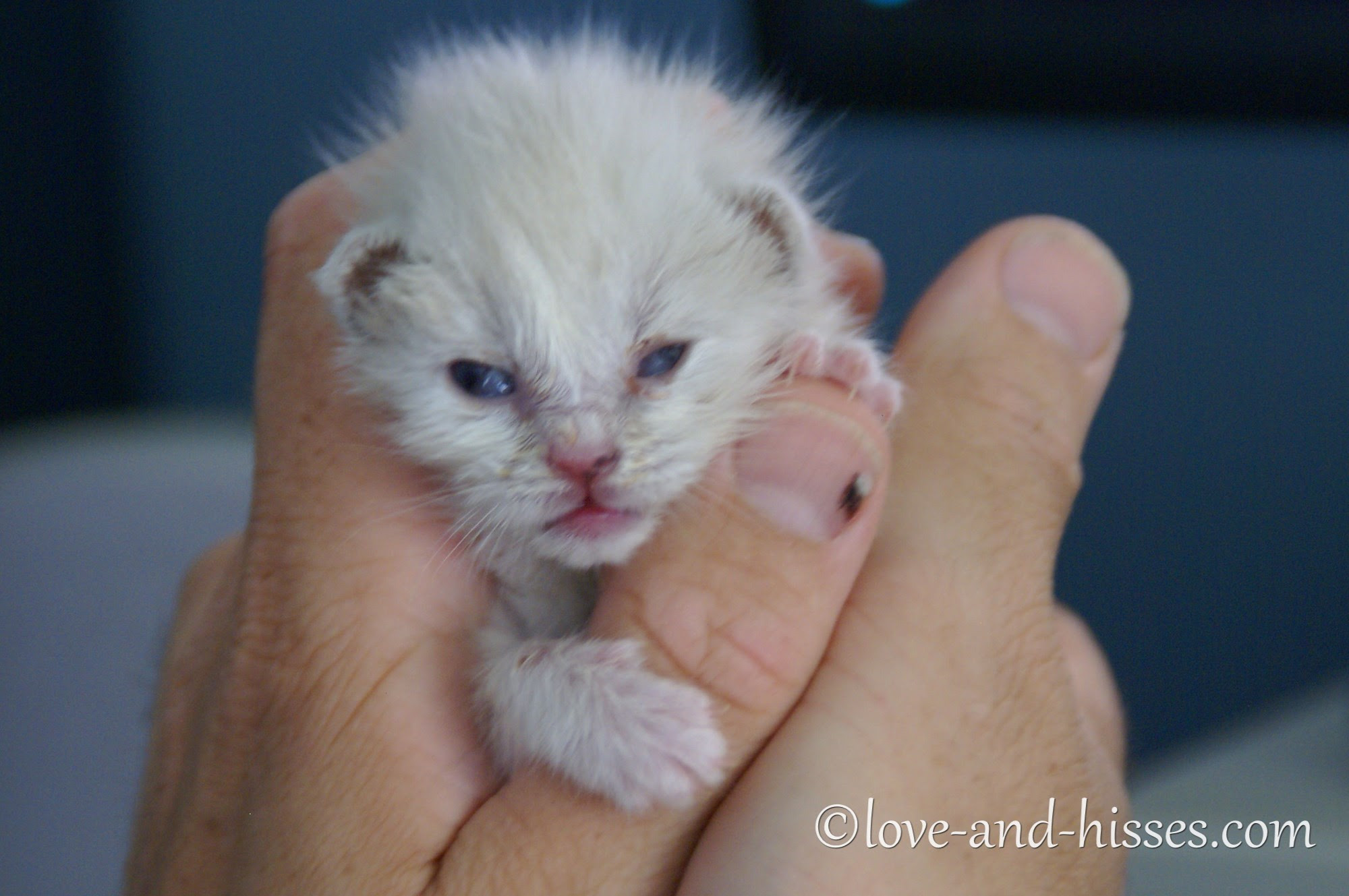week old white kitten being held in two hands