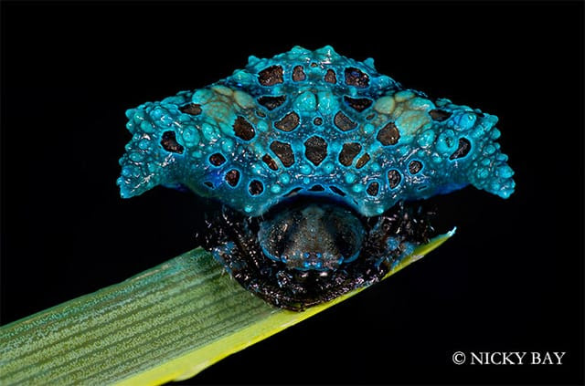The Most Beautifully Terrifying Spiders You Never Knew Existed The Most Beautifully Terrifying Spiders You Never Knew Existed spiders Singapore nature macro