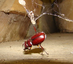 RBstag beetle caught